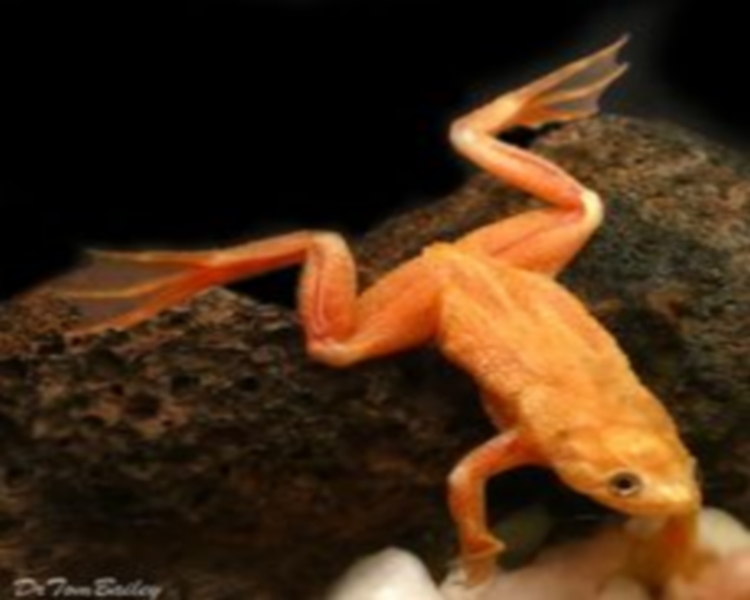 Gold Congo Frog ~ 2cm